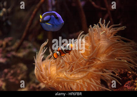 Clownfish Amphiprioninae und royal blue Tang Paracanthurus Hepatus in der Nähe einer Host-anemone Stockfoto