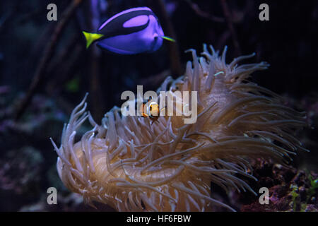 Clownfish Amphiprioninae und royal blue Tang Paracanthurus Hepatus in der Nähe einer Host-anemone Stockfoto