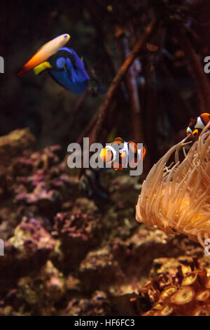 Clownfish Amphiprioninae und royal blue Tang Paracanthurus Hepatus in der Nähe einer Host-anemone Stockfoto