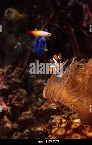 Clownfish Amphiprioninae und royal blue Tang Paracanthurus Hepatus in der Nähe einer Host-anemone Stockfoto