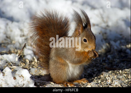 Das eurasische rote Eichhörnchen (Sciurus Vulgaris) Sonnenblumenkerne auf dem schneebedeckten Boden hier zu essen. Stockfoto