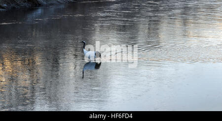 Richtung des leichten, rot-gekrönter Krans am Fluss Setsuri bei Sonnenaufgang, Otowabashi (Brücke), Hokkaido, Japan Stockfoto