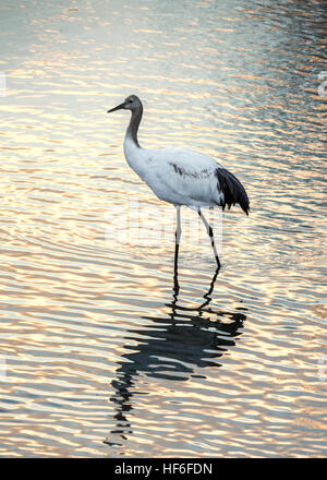 Juvenile rot-gekrönter Kran bei Sonnenaufgang, Setsuri Fluss, Otowabashi (Brücke), Hokkaido, Japan Stockfoto