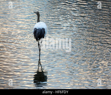 Juvenile rot-gekrönter Kran mit Wellen und Reflexion bei Sonnenaufgang, Setsuri Fluss, Otowabashi (Brücke), Hokkaido, Japan Stockfoto