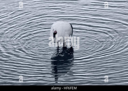 Rot-gekrönter Kran Angeln, kräuselt sich in Wellen, Setsuri Fluss, Otowabashi (Brücke), Hokkaido, Japan Stockfoto