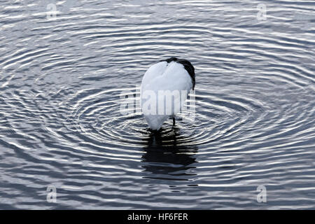 Ichabod der kopflose Kran, Setsuri Fluss, Otowabashi (Brücke), Hokkaido, Japan Stockfoto