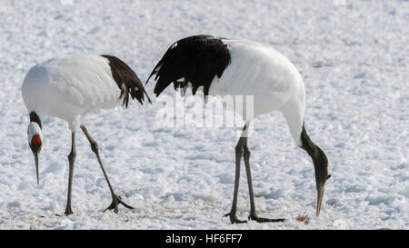 Paar Mandschurenkraniche auf ihre Winter Futterstellen, Tsurui Ito Tancho Kran Sanctuary, Hokkaido, Japan Stockfoto