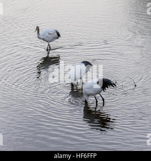 Rot-gekrönter Kran Familie Futtersuche bei Sonnenaufgang mit Wellen und Reflexionen, Setsuri Fluss, Otowabashi (Brücke), Hokkaido, Japan Stockfoto