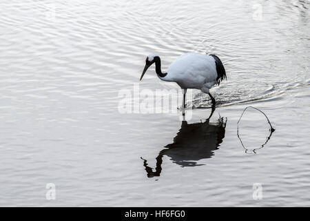 Rot-gekrönter Kran mit Reflexionen, Setsuri Fluss, Otowabashi (Brücke), Hokkaido, Japan Stockfoto