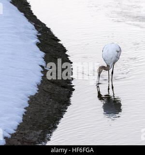 Juvenile rot-gekrönter Kran Aufräumvorgang in Setsuri Fluss, Otowabashi (Brücke), Hokkaido, Japan Stockfoto