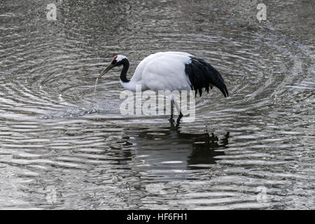 Nahrungssuche rot-gekrönter Kran mit Wellen und Reflexionen, Setsuri Fluss, Otowabashi (Brücke), Hokkaido, Japan Stockfoto