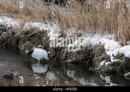 Rot-gekrönter Kran Fütterung im Setsuri Fluss, Otowabashi (Brücke), Hokkaido, Japan Stockfoto