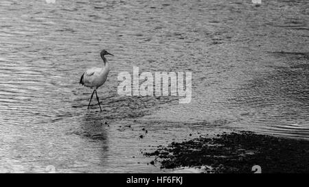 Juvenile rot-gekrönter Kran vor Sonnenaufgang, waten im Setsuri Fluss, Otowabashi (Brücke), Hokkaido, Japan Stockfoto