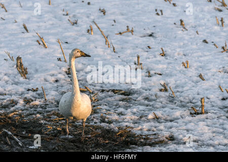 Schmutzig aussehende Whooper Schwan in einen Acker in der Nähe von Tsurui Dorf, Hokkaido, Japan Stockfoto