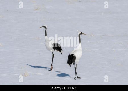 Paar rot-gekrönter Kran mit Schatten zu sehen, in der Nähe von Tsurui Ito Tancho Kran Sanctuary, Hokkaido, Japan Stockfoto