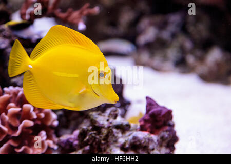 Gelbe Tang Fisch, Zebrasoma Flavenscens, ist ein Salzwasser-Aquarium-Fische, die in den Pazifik und im Indischen Ozean in der freien Wildbahn zu finden ist Stockfoto