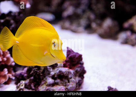 Gelbe Tang Fisch, Zebrasoma Flavenscens, ist ein Salzwasser-Aquarium-Fische, die in den Pazifik und im Indischen Ozean in der freien Wildbahn zu finden ist Stockfoto