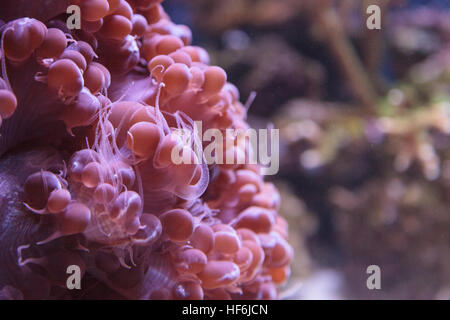 Blase Korallen Plerogyra Flexuosa in ein marine Riffaquarium. Stockfoto