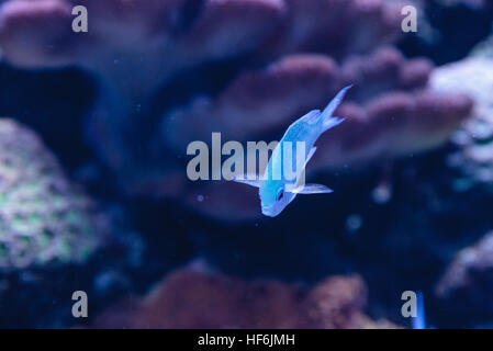 Blau grün Chomis Fisch, Chromis Viridis, hat eine helle grüne Farbe und findet sich auf dem Riff Stockfoto