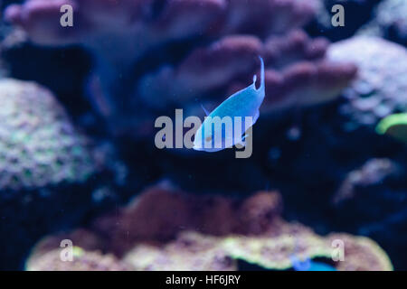 Blau grün Chomis Fisch, Chromis Viridis, hat eine helle grüne Farbe und findet sich auf dem Riff Stockfoto