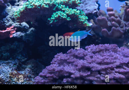 Blau grün Chomis Fisch, Chromis Viridis, hat eine helle grüne Farbe und findet sich auf dem Riff Stockfoto