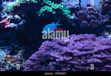 Blau grün Chomis Fisch, Chromis Viridis, hat eine helle grüne Farbe und findet sich auf dem Riff Stockfoto