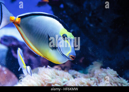 Naso Tang Fisch bekannt als Naso Lituratus an einem Korallenriff. Stockfoto