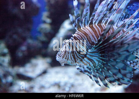 Rotfeuerfisch Pterois Volitans schwimmt auf einem Korallenriff. Stockfoto