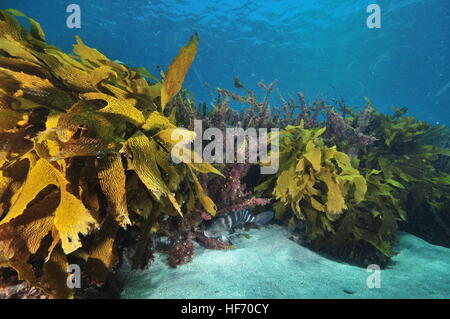Geringe Bauhöhe aber dichten Unterwasser Wald Stockfoto