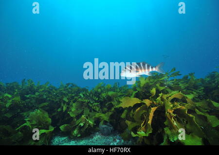 Roten Moki im klaren blauen Wasser oben Kelpwald Stockfoto