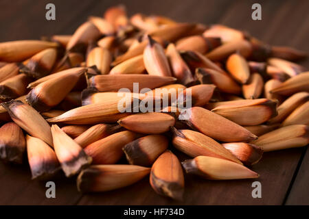 Roh essbar chilenischen Pinones Pinienkerne des chilenischen Kiefer oder Monkey Puzzle Tree (lat. Araucaria Araucana) Stockfoto