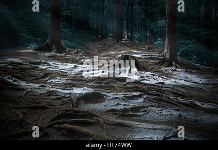 Dunkle Glade. Irgendwo im mystischen Holz Stockfoto