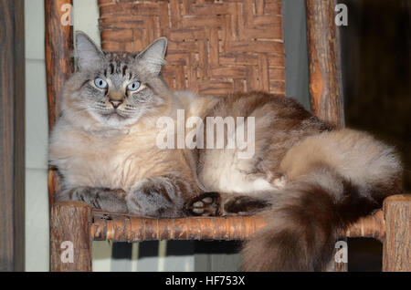 Eine schöne blue eyed Siamesen, Balinesen gemischt Katze liegend auf einem rustikalen Stuhl mit Split Eiche Sitzfläche und Rückenlehne. Stockfoto