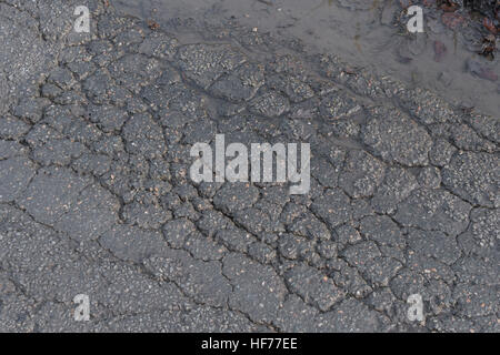 Frostschäden auf der Straße/Alligatorrisse auf der Asphaltoberfläche der Landstraße in Cornwall, Großbritannien. Für das Konzept der Straßeninstandhaltung, alte Asphaltfläche Stockfoto