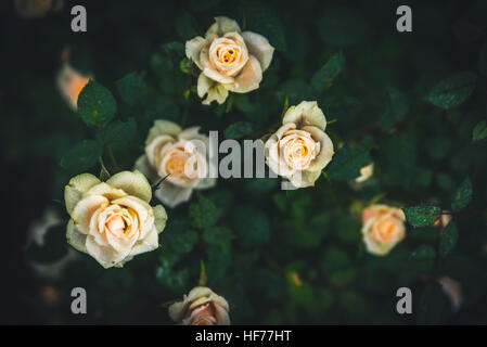 Weiße Rosen nach dem Regen Stockfoto