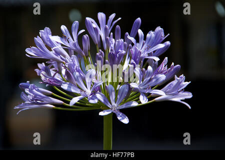 Schmucklilie (Agapanthus Africanus) Stockfoto