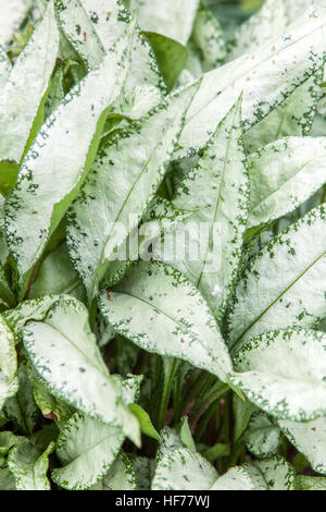 Langblatt-Lungkrautblatt Pulmonaria „Diana Clare“ silberne dekorative Blätter Stockfoto