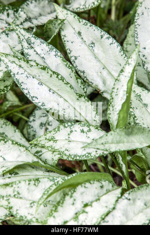Pulmonaria „Diana Clare“ Longleaf-Lungwort-Dekorationsblätter Stockfoto