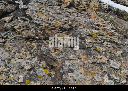 Bunte Felsen Flechten, Dinosaur Ridge, in der Nähe von Denver, Colorado Stockfoto