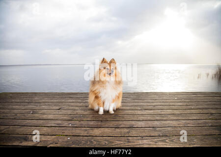 Shetland Sheepdog sieht zu seinem Besitzer Stockfoto