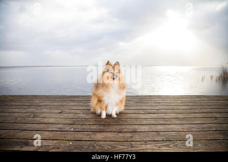 Shetland Sheepdog sieht zu seinem Besitzer Stockfoto