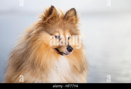 Shetland Sheepdog sieht zu seinem Besitzer Stockfoto