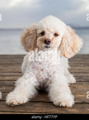 weißer Pudel Mischling liegt auf Holzbohlen Stockfoto