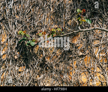 Pflanzenwelt und eine Wand Textur erstellen Sie diese Zusammenfassung im Barossa, SA, Australien. Stockfoto