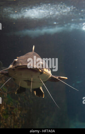 Nahaufnahme von einem Redtailed Wels (Phractocephalus Hemioliopterus) Stockfoto