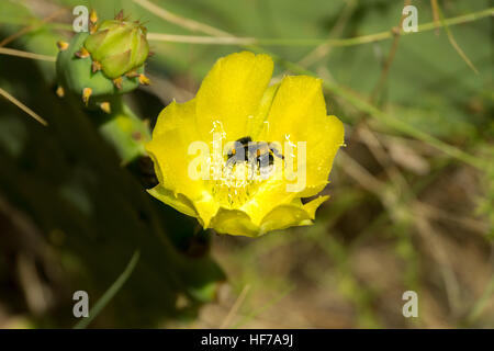 Kaktus-Blume mit Biene Stockfoto