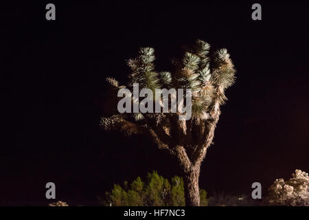 Joshua Bäume (Yucca Brevifolia) Stockfoto