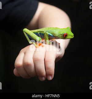 Rotäugiger Baumfrosch (Agalychnis callidyas) auf der Hand des Jungen Stockfoto