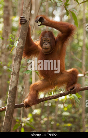 Junger wilder Orang-Utan-Kletterbaum im Camp Leakey im tropischen Regenwald von Borneo. Pongo pygmaeus. Vom Aussterben bedrohte Arten Stockfoto