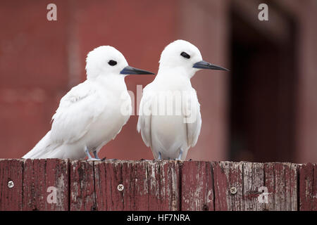 Paar Weiße Ternen (Gygis alba rothschildi), die auf einem alten verwitterten roten Zaun thront Stockfoto